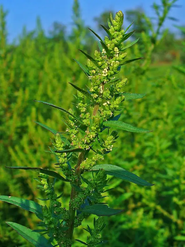Epazote (Dysphania ambrosioides)