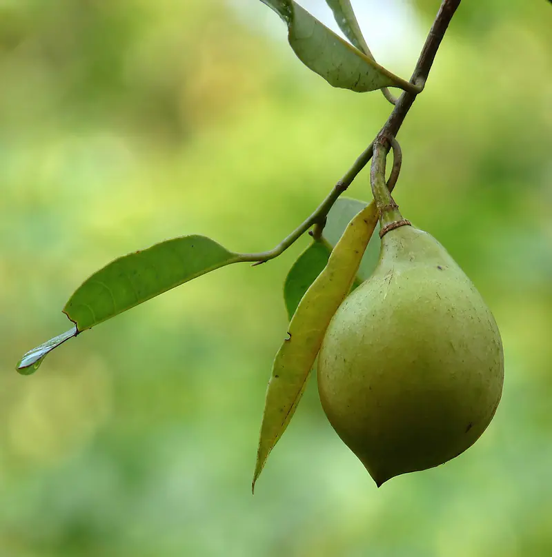 Nuez moscada (Myristica fragrans)